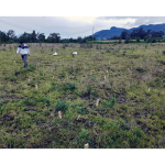 Registrador de voltaje IRIS V-FullWaver