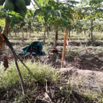 Perfil_tomografia_resistividad_7